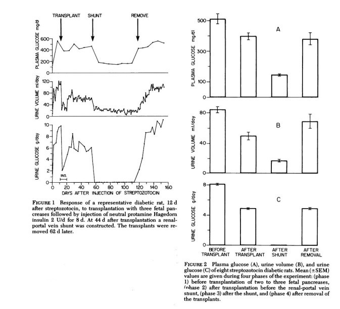 insulin-delivery-in-ex-animals